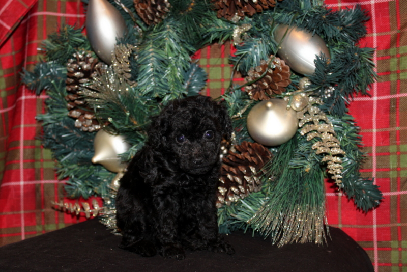 puppy, for, sale, Mini Poodle, Matthew B. Stoltzfus, dog, breeder, Gap, PA, dog-breeder, puppy-for-sale, forsale, nearby, find, puppyfind, locator, puppylocator, aca